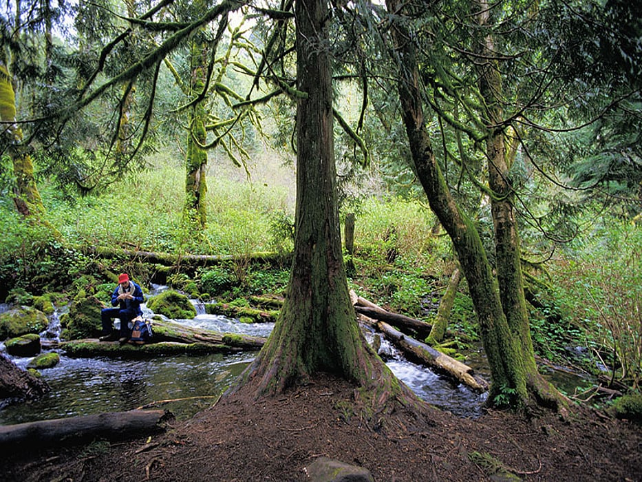 fishing in the woods