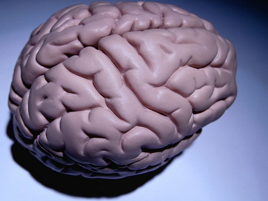 brain
