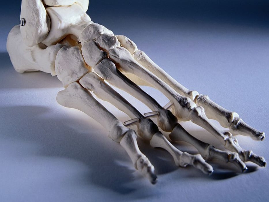 foot skeleton