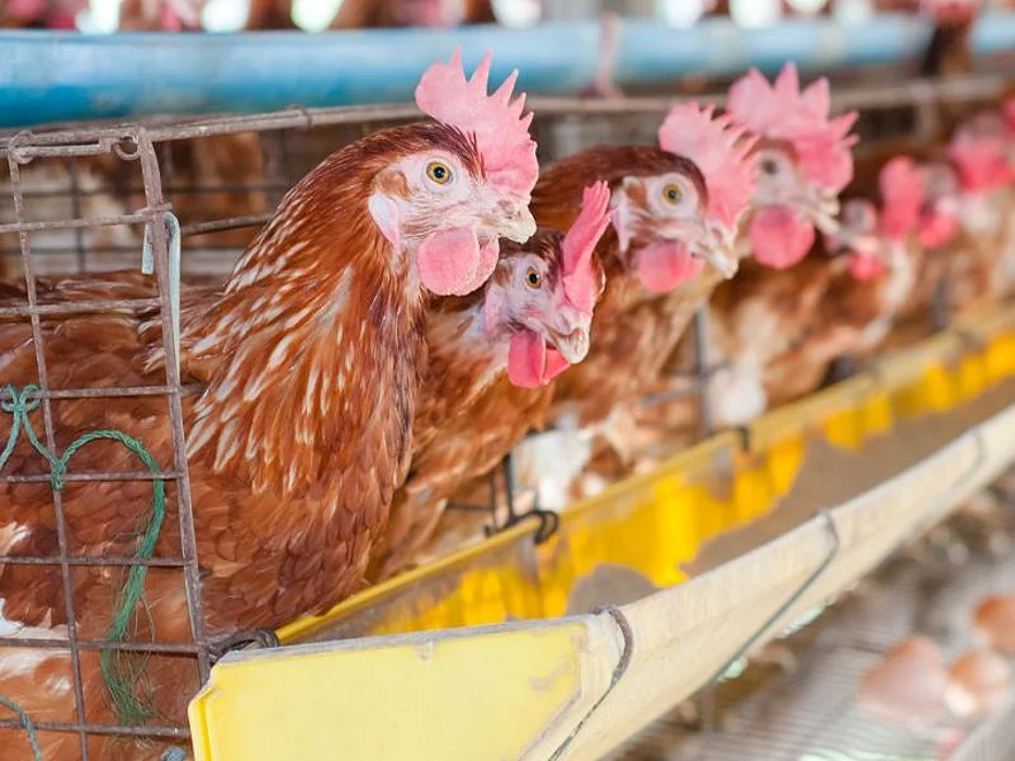 chickens