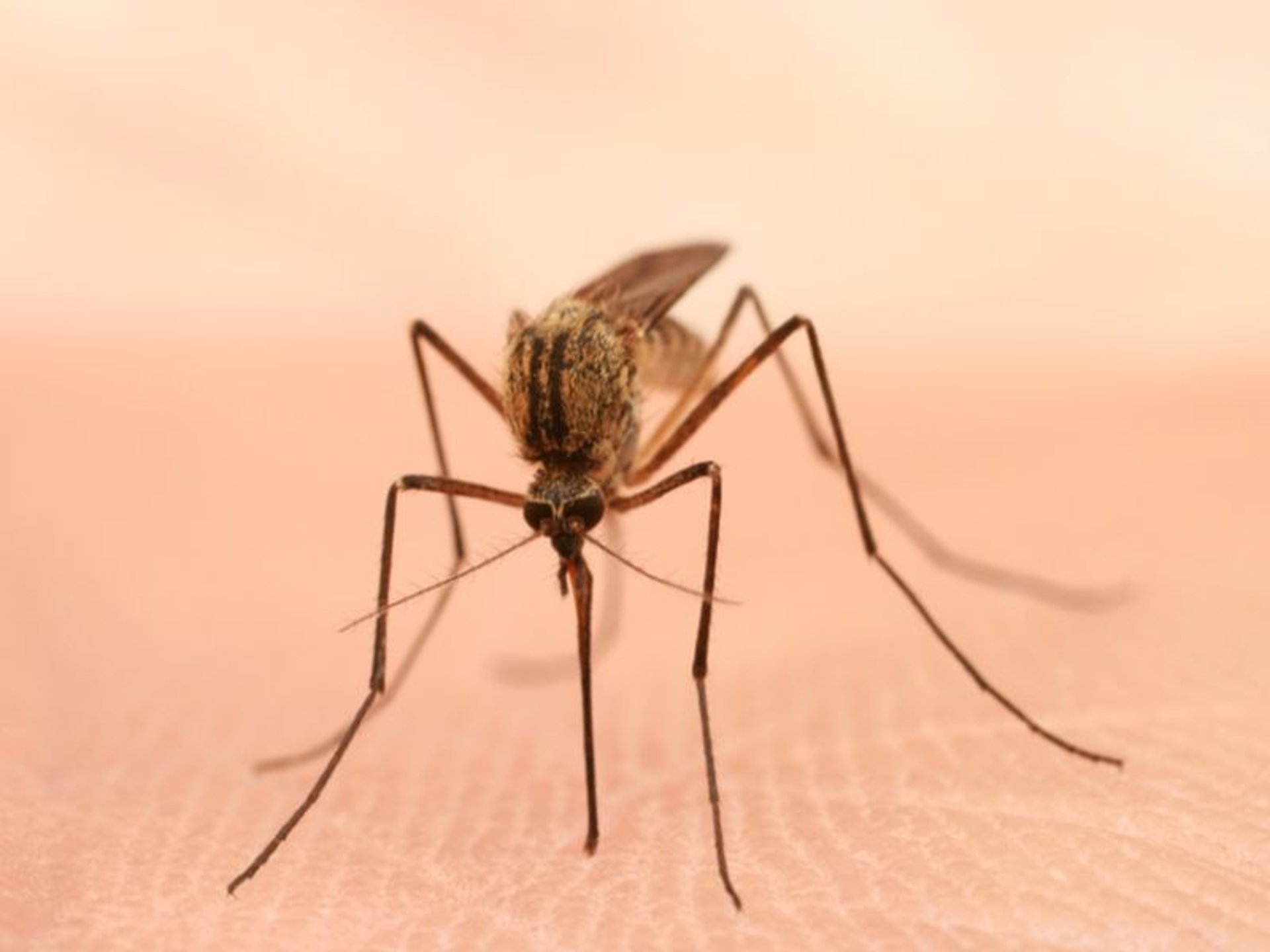 News Picture: Exposure to Zika Virus in Womb Might Alter Kids' Development