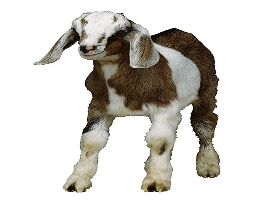 goat
