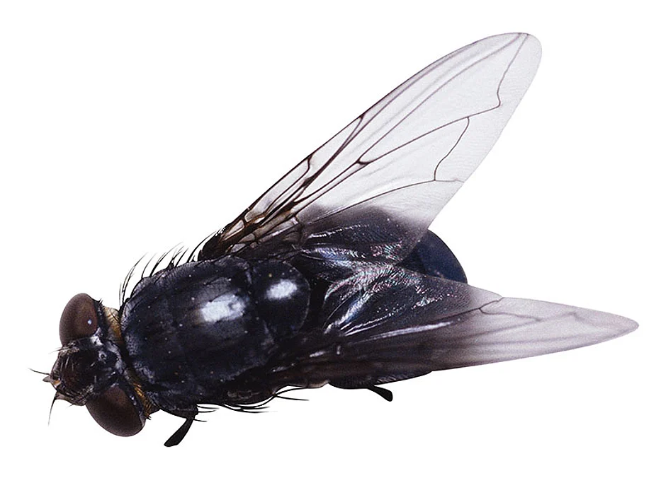 fly