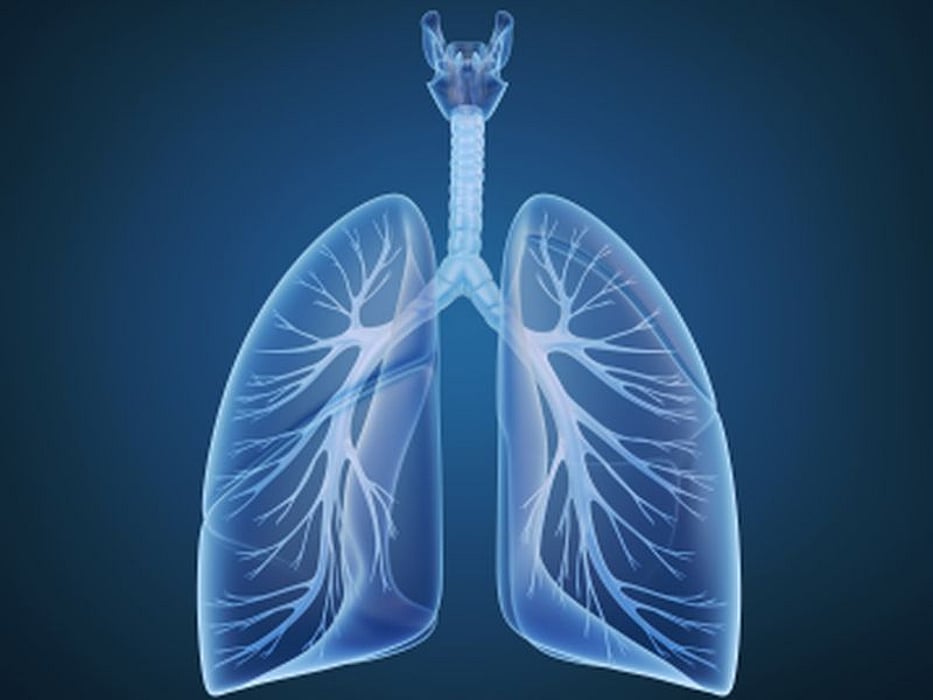 lungs