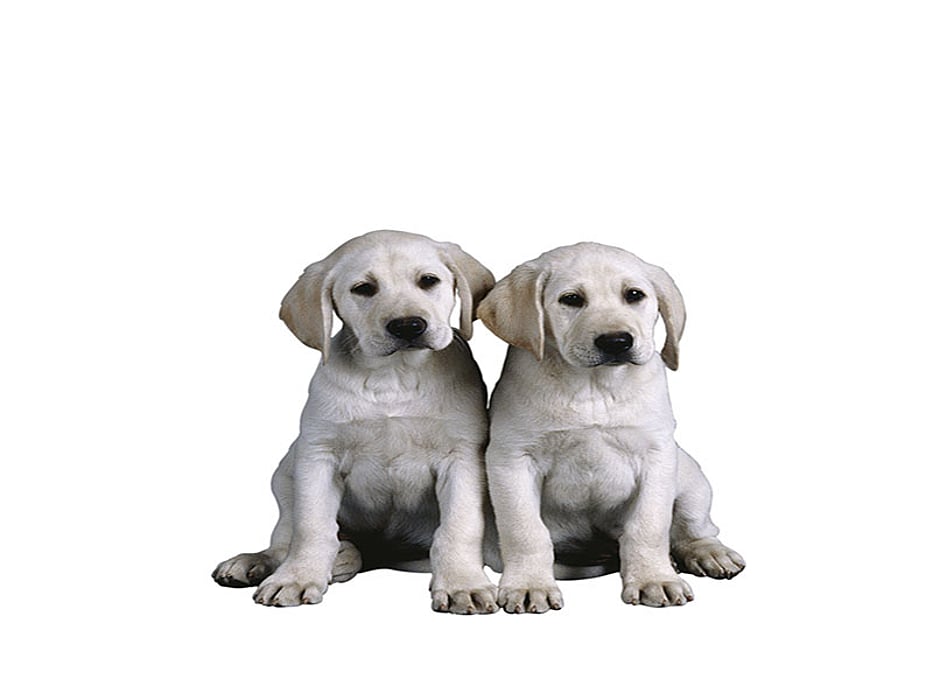 puppies