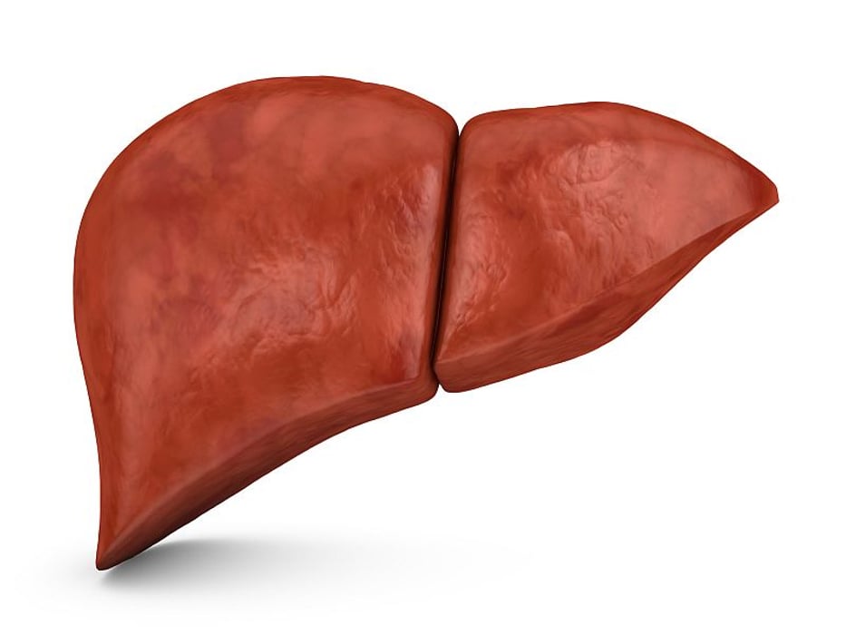 human liver