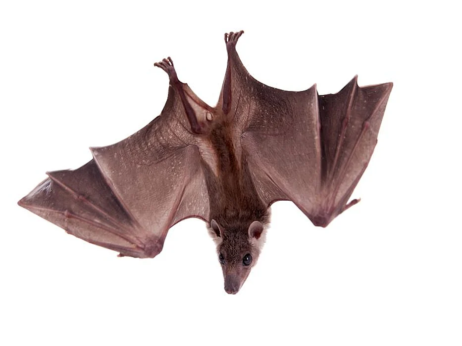 flying bat