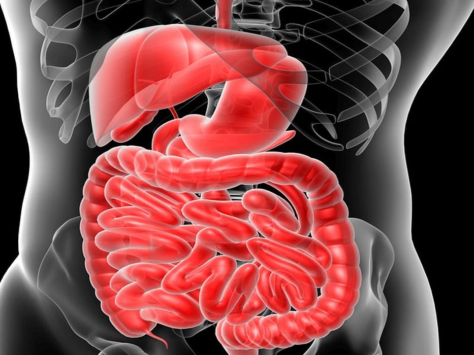 digestive system
