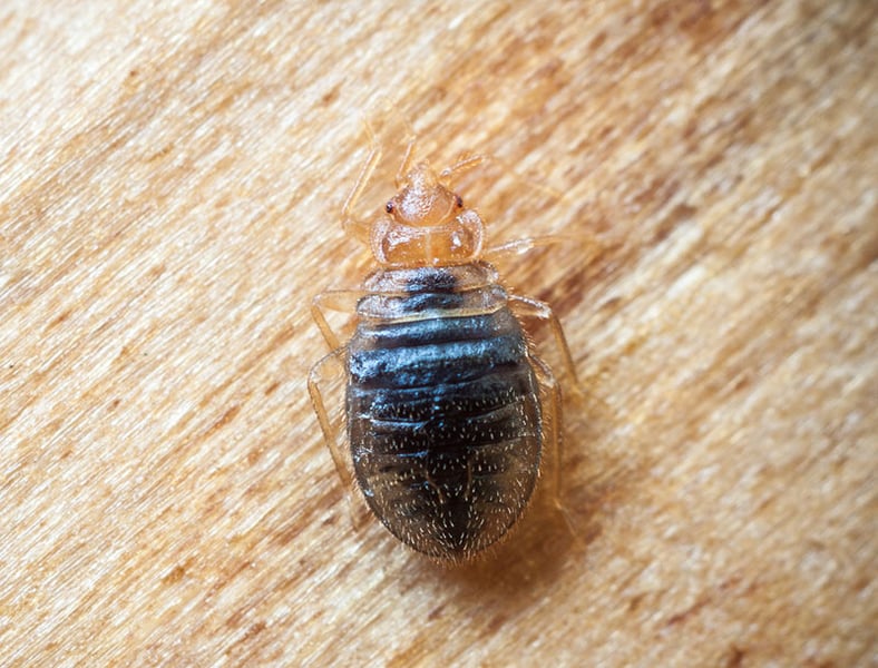 Two Veterinary Meds Show Promise Against a Tough Foe: Bed Bugs