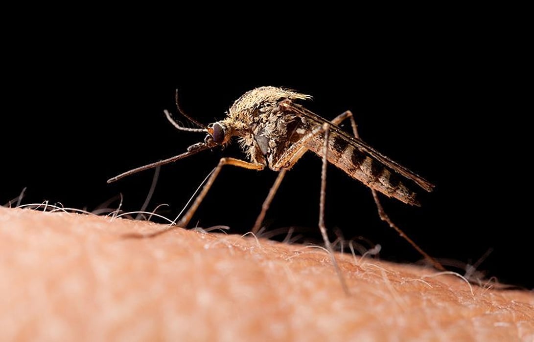 mosquito on human skin