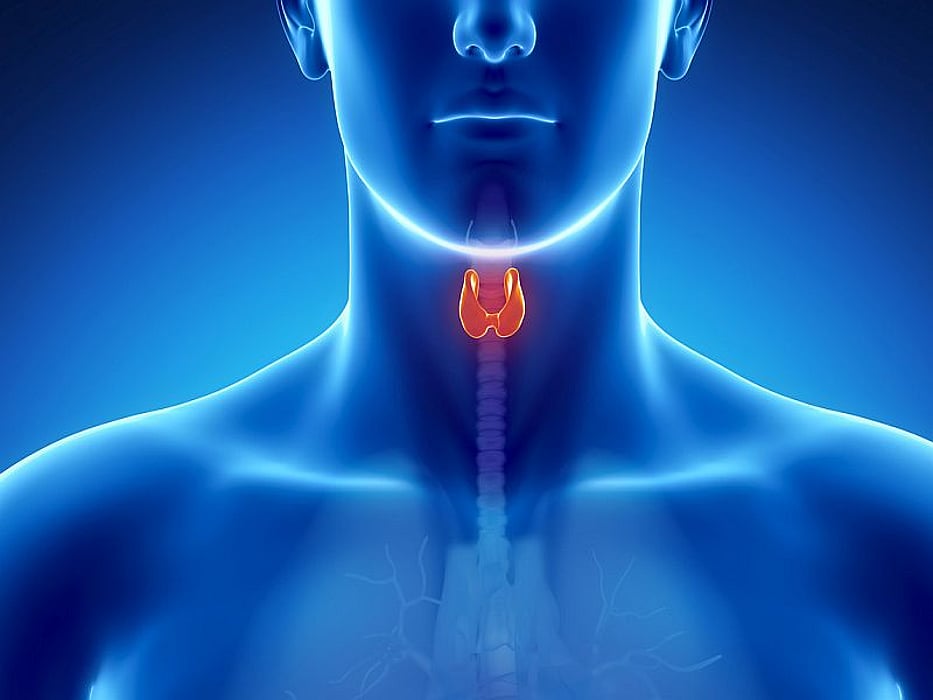 thyroid anatomy