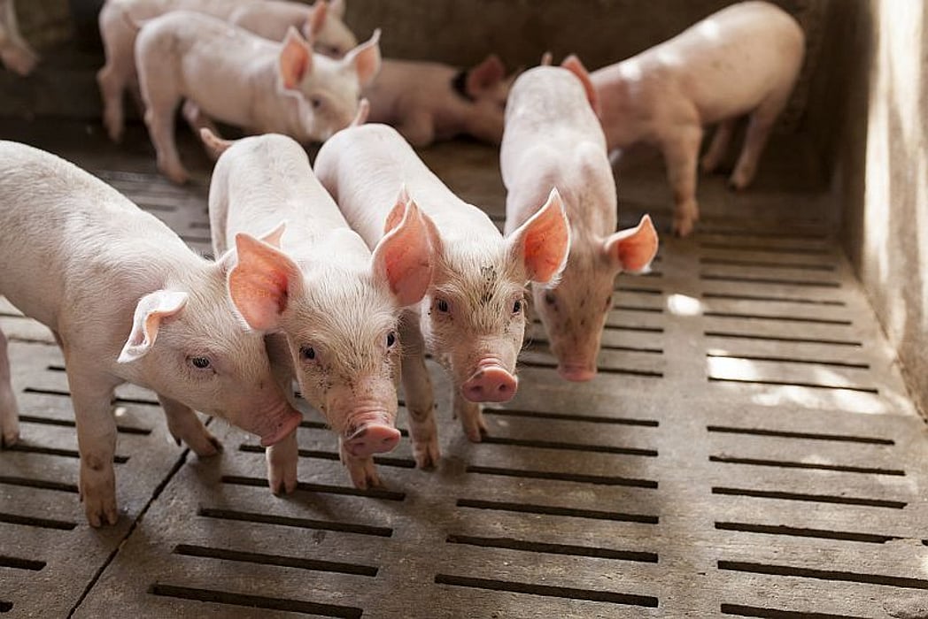 pigs on a farm