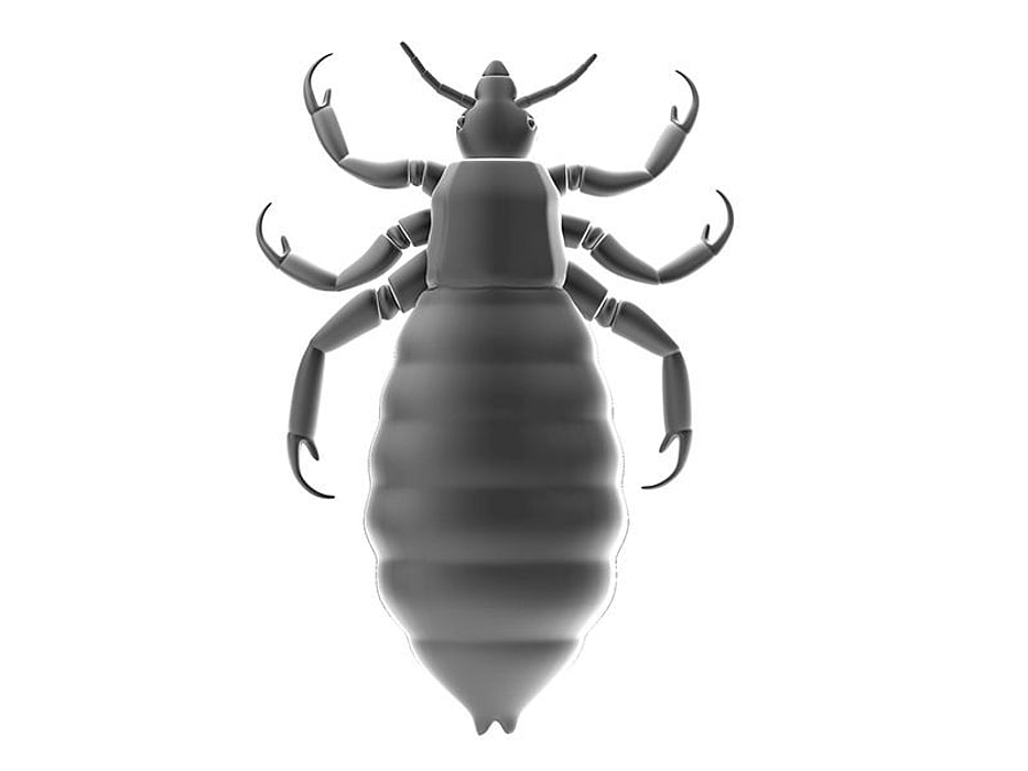 artist view of louse