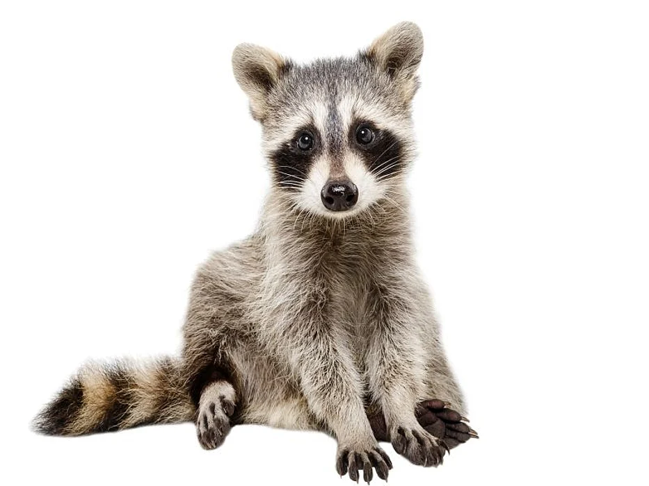 racoon