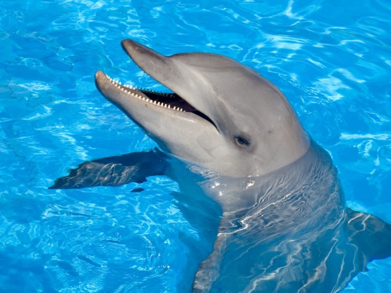 Stranded Dolphins` Brains Show Alzheimer`s-Like Changes