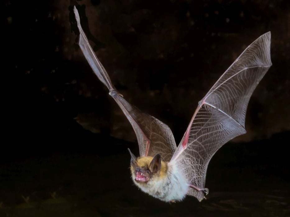myotis bat