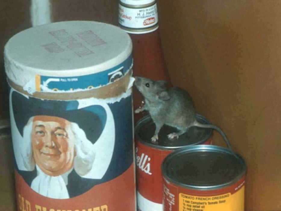 NYC apartment mouse