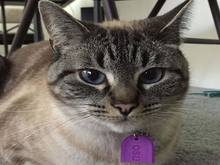 Cat wearing one of the tags used in study