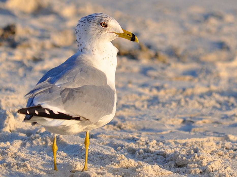 a seagull on the beach