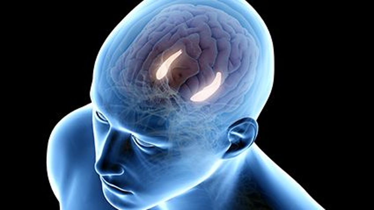 diagram of a brain in a head