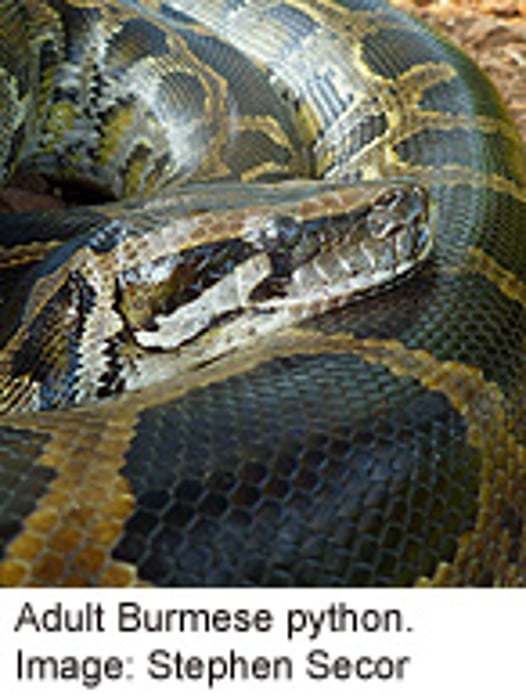 Python Findings Shed Light on Human Heart Health