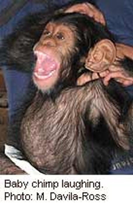 Chimps, Too, May Use Laughter for Social Gain
