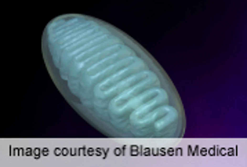 Study Links Mitochondria to Reduced Male Lifespan