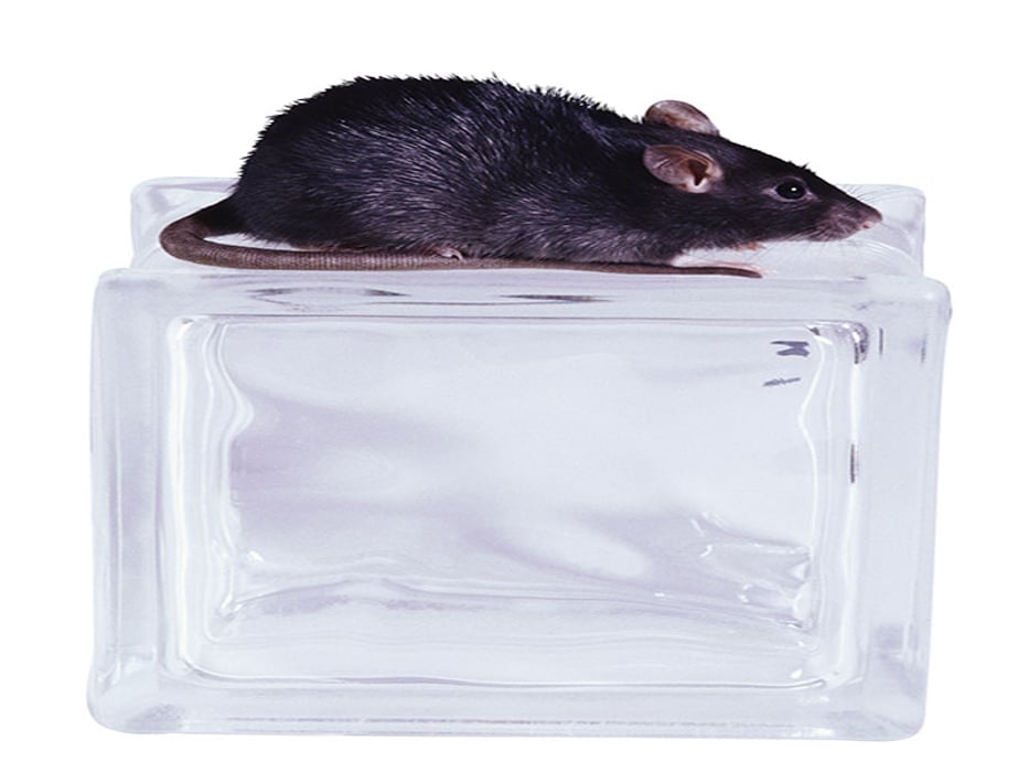 Scientists Identify Sugar-Busting Enzyme in Rats