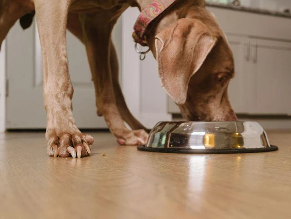 dog eating