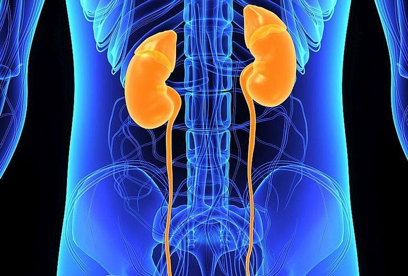 News Picture: Kidneys' Resilience May Depend on Your Gender, Study Finds