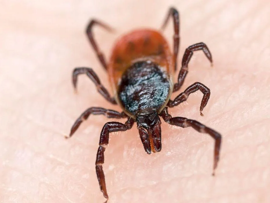 tick