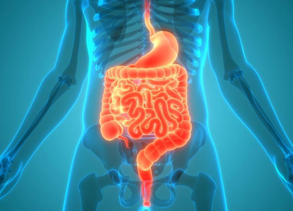 gut digestive tract stomach