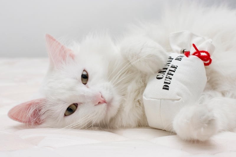 Cats Now Have an FDA-Approved Pill to Treat Their Diabetes