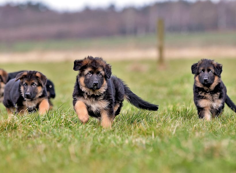 how many litters can a german shepherd have