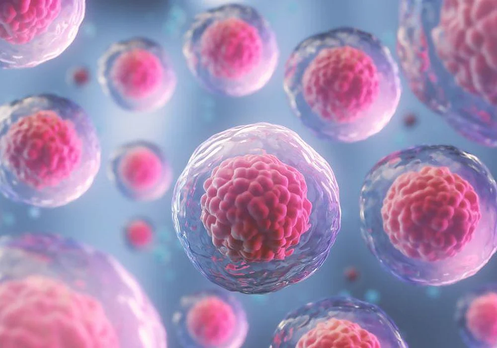 stem cells