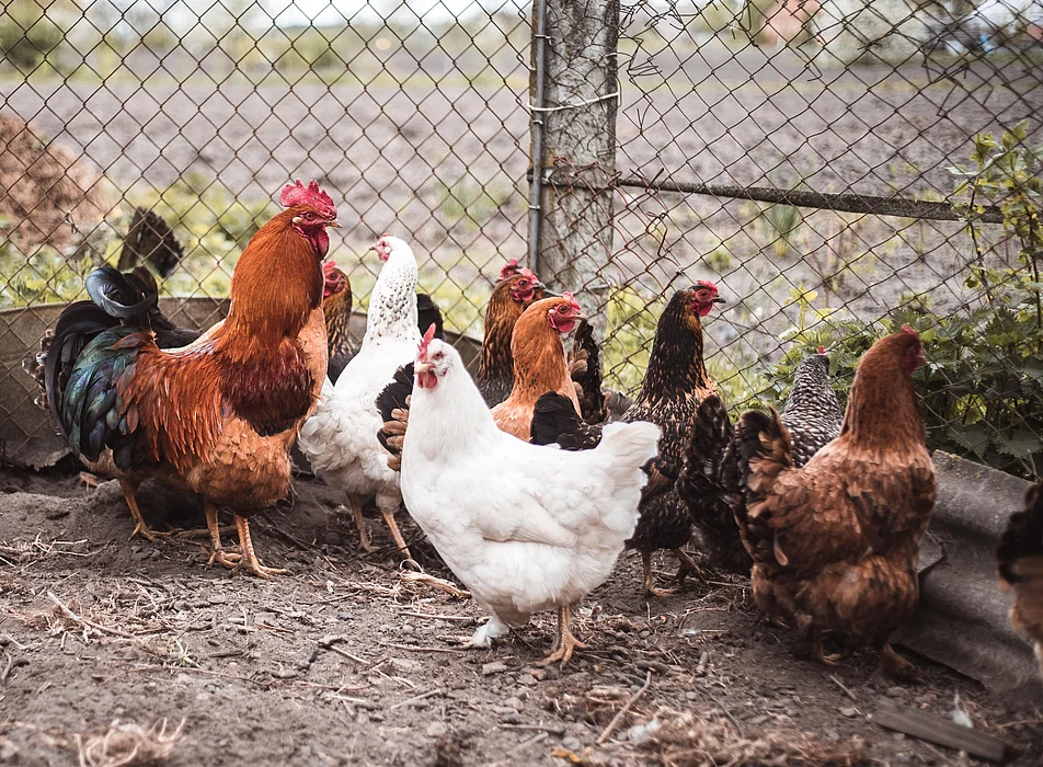 chickens