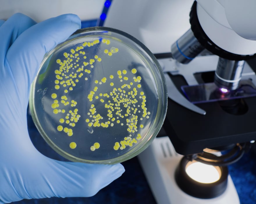 bacteria microbe laboratory