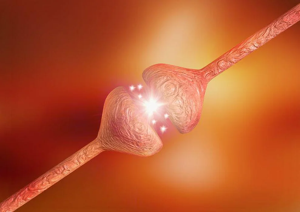 neural synapses