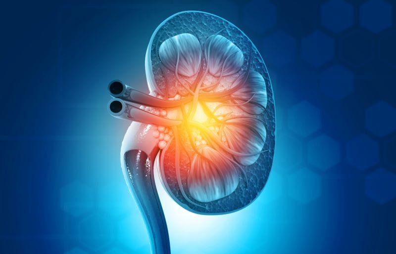 Kidney Disease Is Tougher on Men Than Women, and Researchers Now Know Why