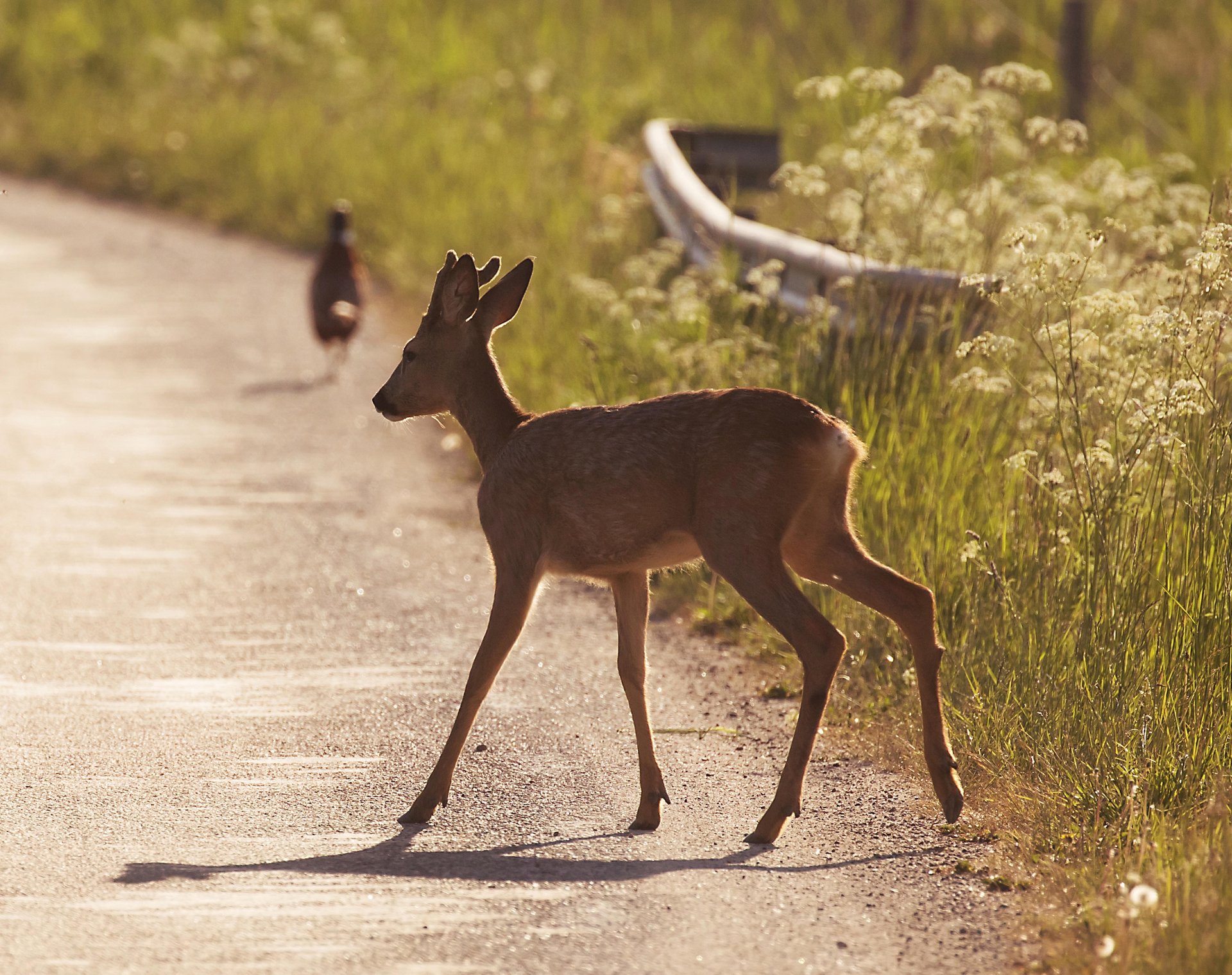 News Picture: Another Reason to Keep Daylight Saving Time: Fewer Deer-Car Collisions