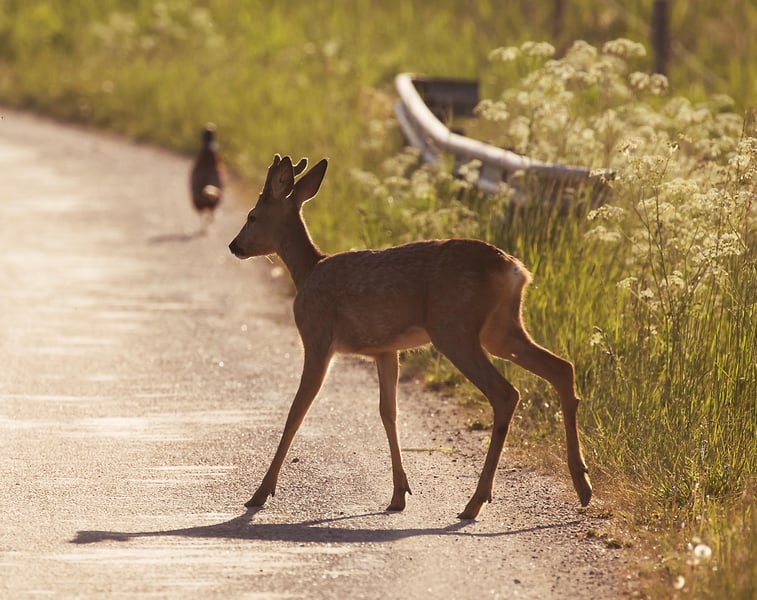 Another Reason to Keep Daylight Saving Time: Fewer Deer-Car Collisions