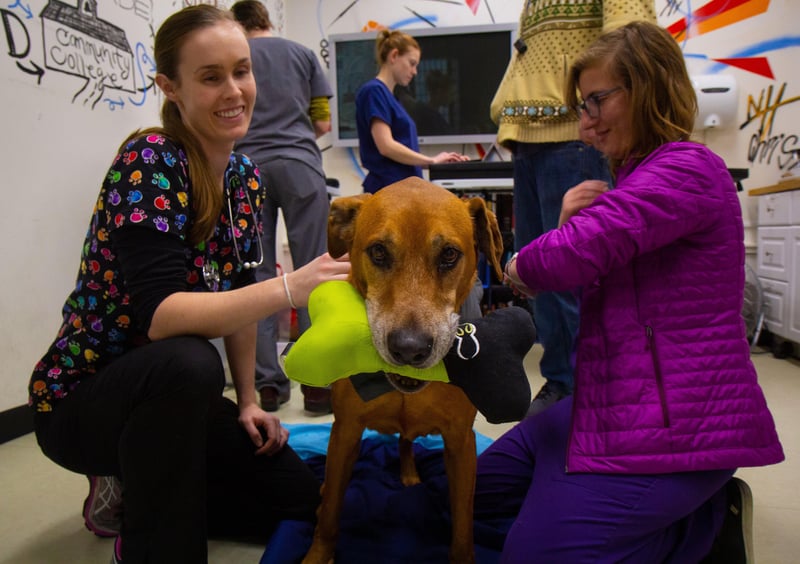 News Picture: Clinic Brings Free Health Care to Homeless Youth -- and Their Beloved Pets