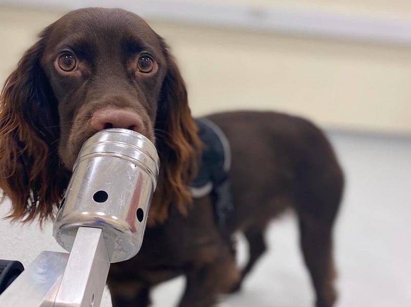 Perceptive Pooches Can Smell Your Stress