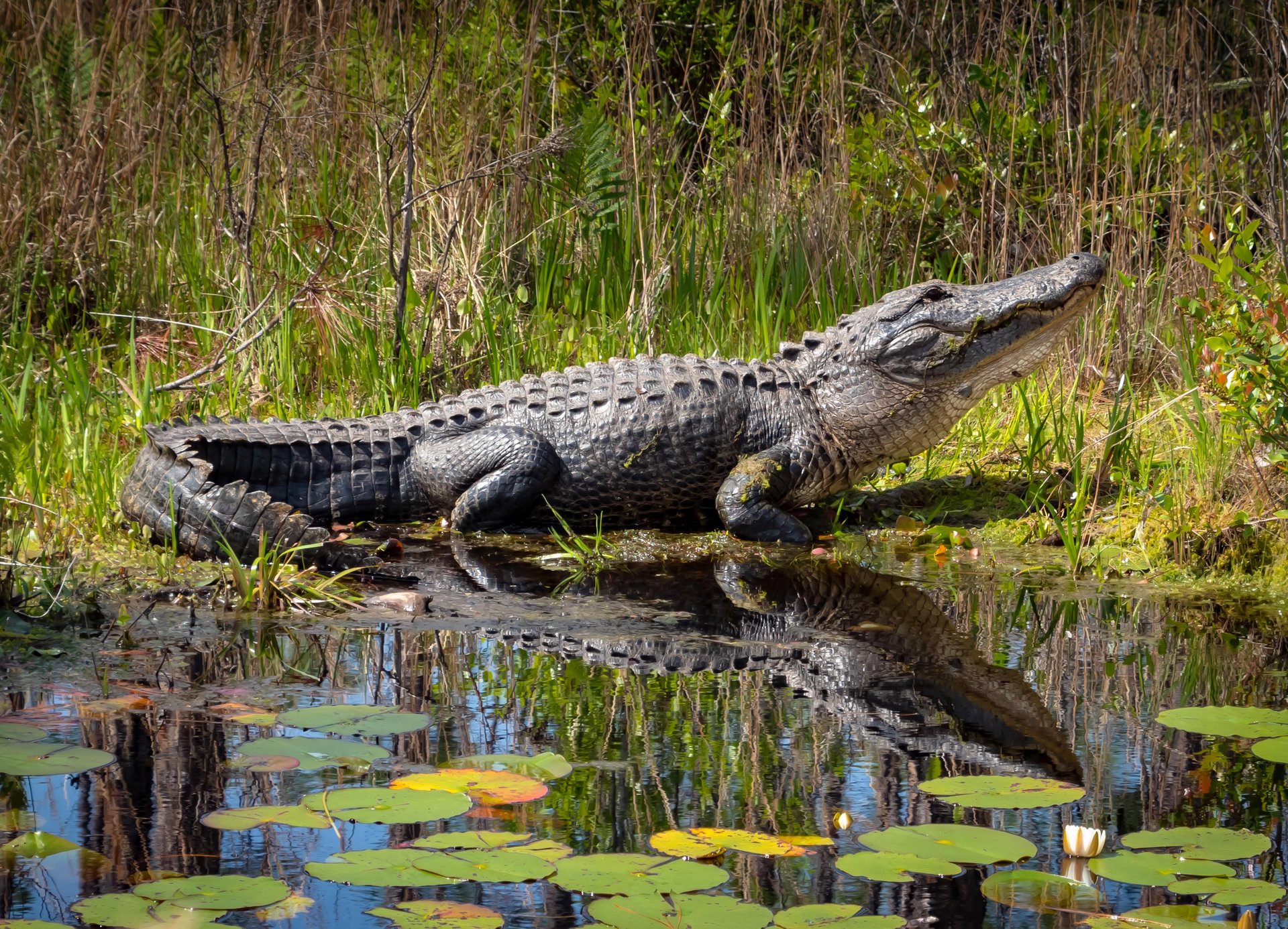 News Picture: Even Alligators Might Be Harmed by PFAS 'Forever Chemicals'
