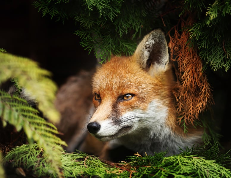 Dangerous Parasite That Can Infect People Now Found in U.S. Foxes
