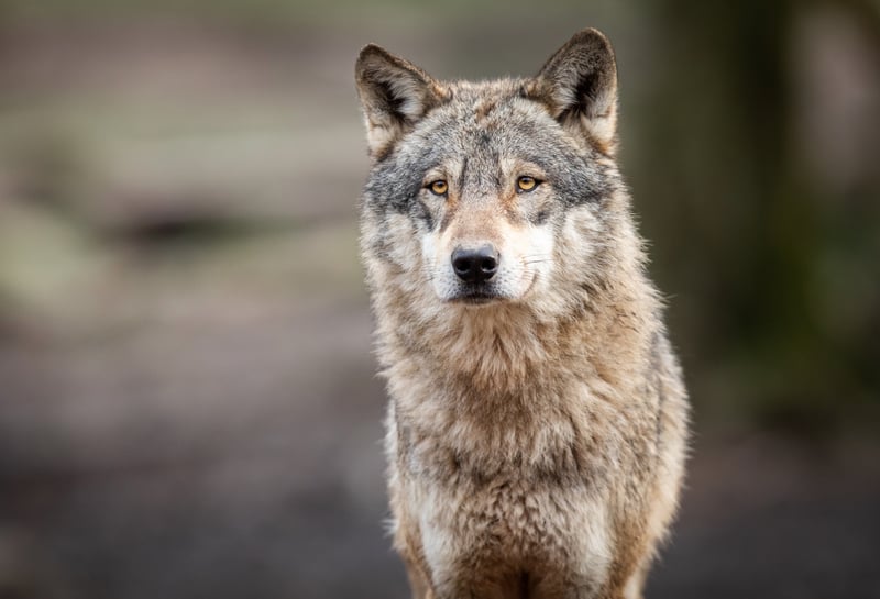 A Wolf's Gut Bug Might Boost Health of Domestic Dogs