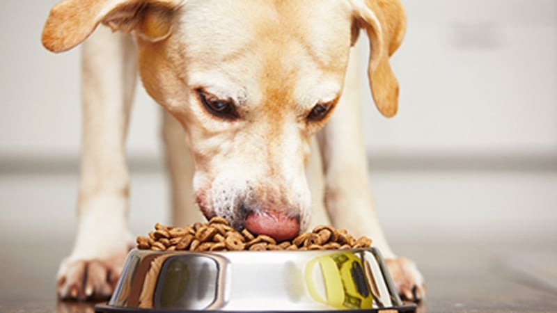 Vegan Diets Good for Dog, Cats and the Planet
