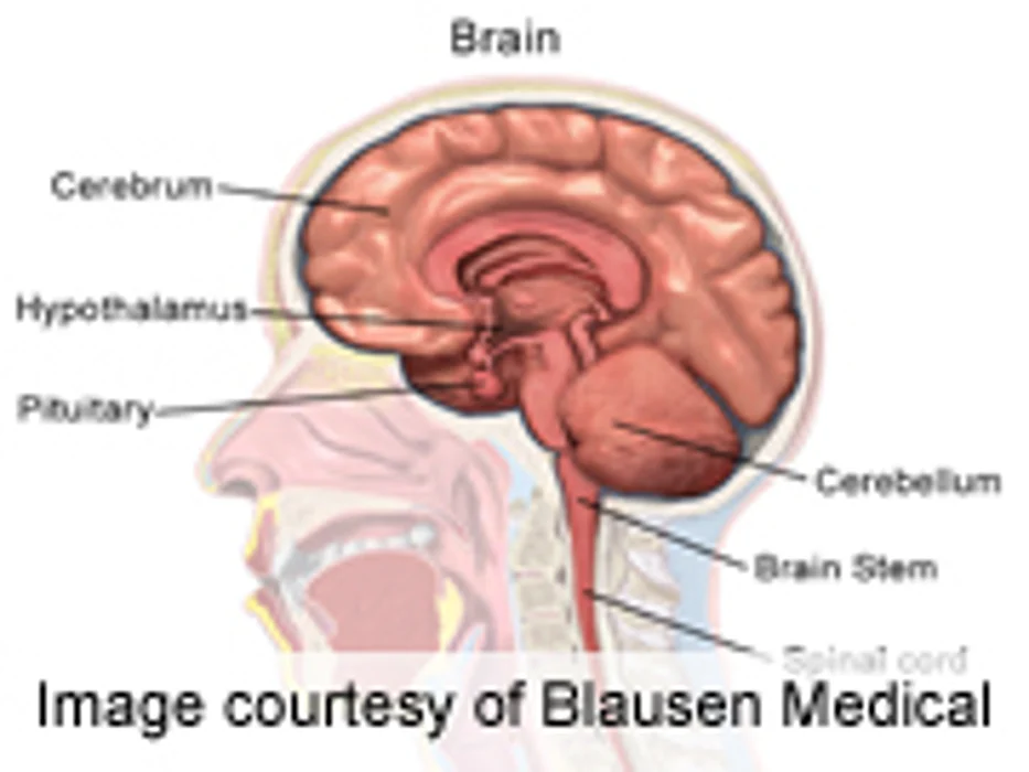 Human Intellect Backsliding From Lack of Evolutionary Pressure: Study