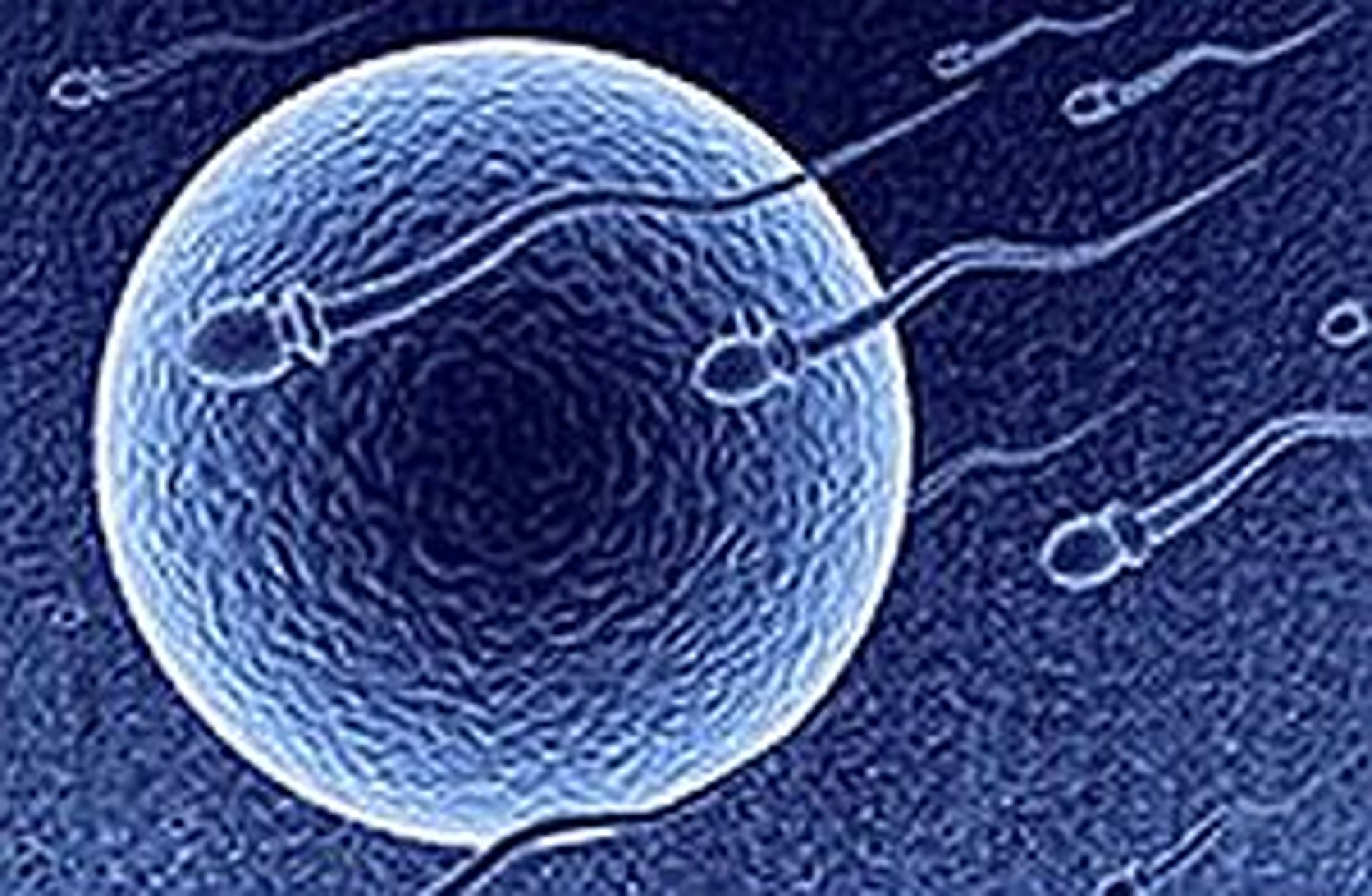 News Picture: Fresh Embryos Beat Frozen for IVF: Study