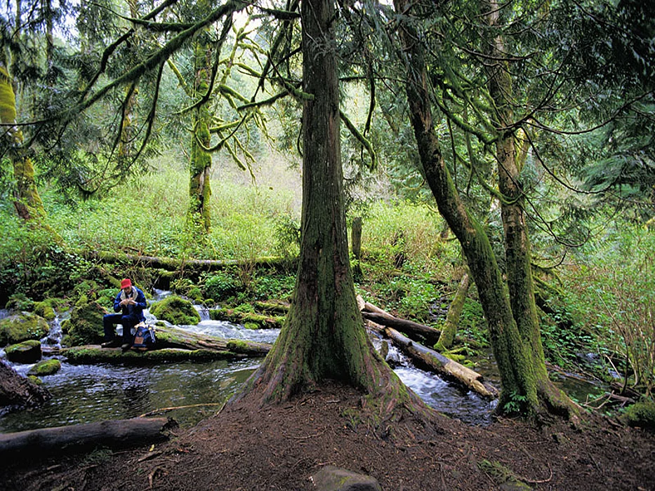 fishing in the woods